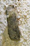 Agrotis bigramma