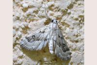 Parapoynx stratiotata
