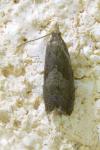 Dichrorampha