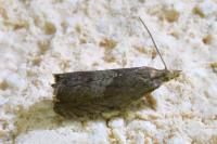 Dichrorampha