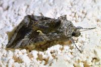 Autographa gamma