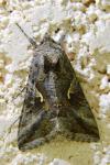 Autographa gamma