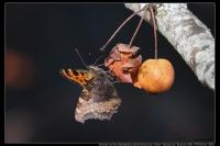 Nymphalis polychloros