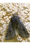 Anchoscelis lunosa