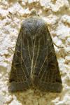 Anchoscelis lunosa