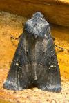 Aporophyla nigra