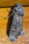 Aporophyla nigra