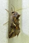 Autographa gamma