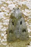Agrotis trux