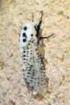 Zeuzera pyrina