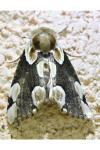 Thyatira batis