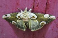 Thyatira batis