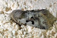 Orthosia gothica