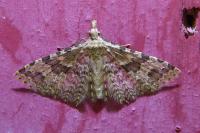 Alucita hexadactyla