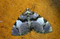 Anticlea derivata
