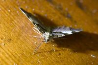 Anticlea derivata