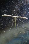 Emmelina monodactyla