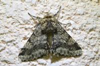 Lycia hirtaria