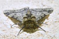 Lycia hirtaria