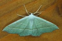 Campaea margaritaria