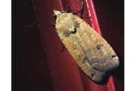 Noctua pronuba