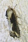 Egira conspicillaris