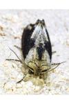 Egira conspicillaris