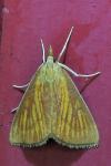 Nascia cilialis