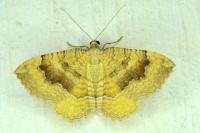 Camptogramma bilineata