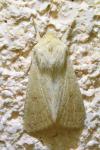 Mythimna vitellina