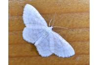 Asthena albulata