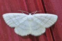 Cabera pusaria