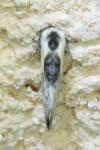 Cilix glaucata