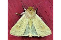 Mythimna ferrago