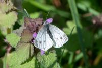 Pieris napi