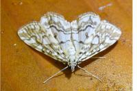 Elophila nymphaeata