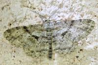 Peribatodes rhomboidaria
