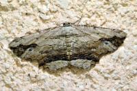 Menophra abruptaria
