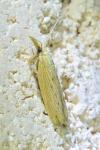 Ematheudes punctella