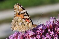 Vanessa cardui