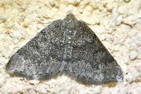 Aleucis distinctata