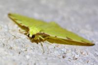 Opisthograptis luteolata