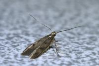 Borkhausenia nefrax