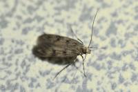 Borkhausenia nefrax