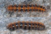Euplagia quadripunctaria
