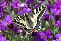 Papilio machaon