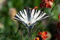 Iphiclides podalirius