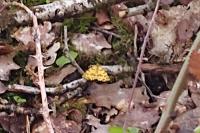 Pseudopanthera macularia