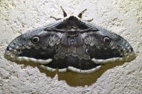 Saturnia pyri