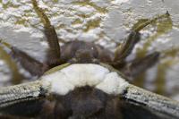 Saturnia pyri